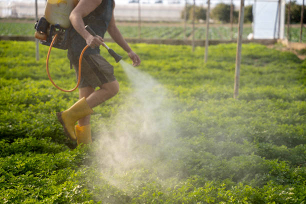 Best Pest Prevention Services  in El Segundo, CA