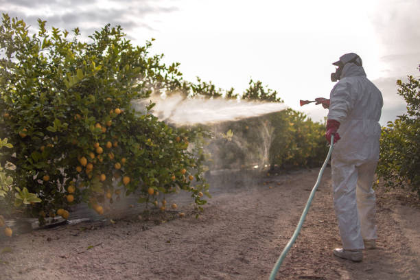 Best Best Pest Control Companies  in El Segundo, CA
