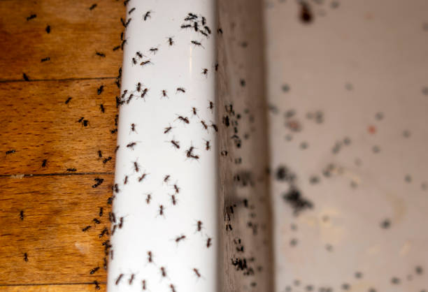 Best Bed Bug Extermination  in El Segundo, CA