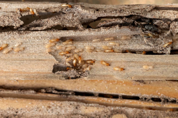 Trusted El Segundo, CA Pest Control Experts