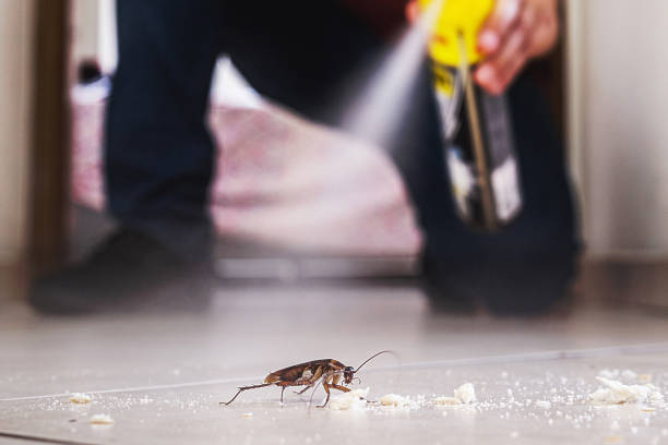 Spider Control Near Me in El Segundo, CA